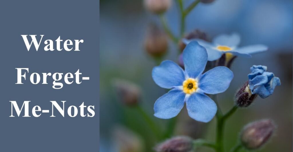 Water Forget-Me-Nots