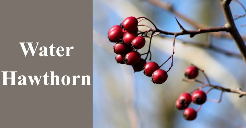 Water Hawthorn
