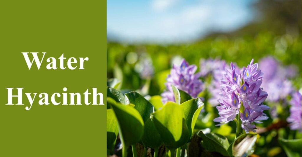 Water Hyacinth