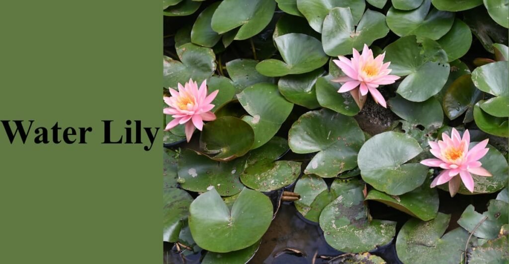 Water Lily