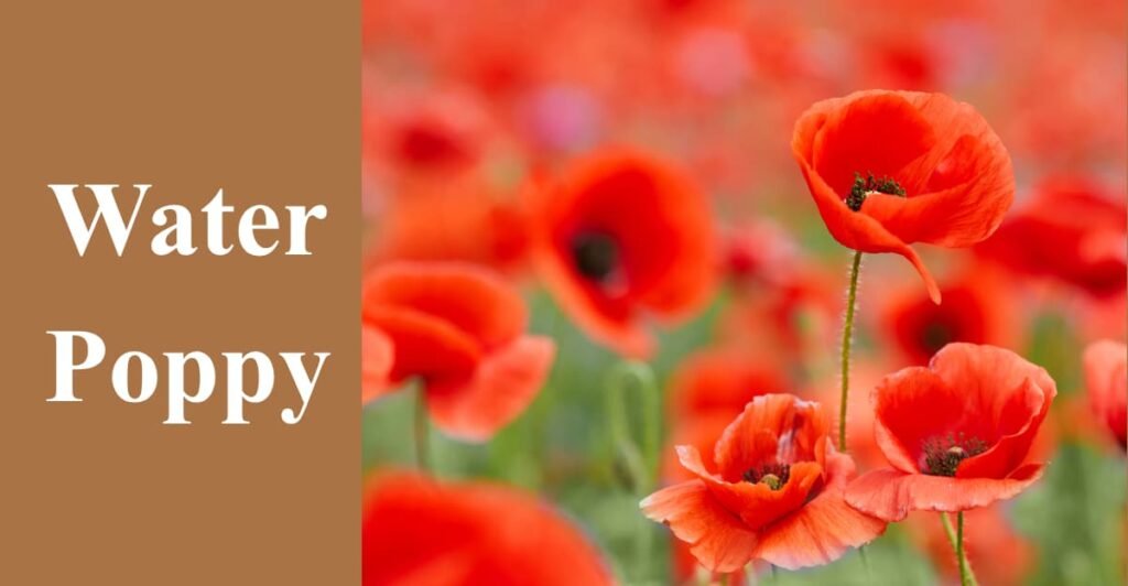 Water Poppy