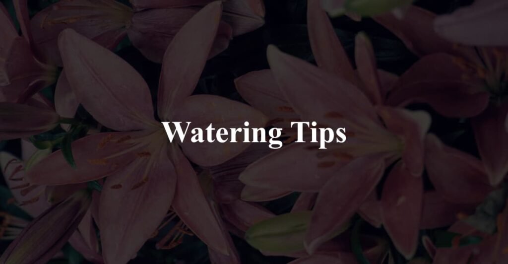 Watering Tips