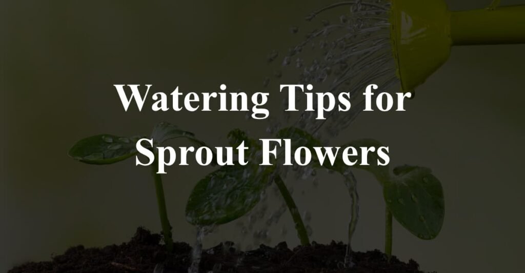 Watering Tips for Sprout Flowers