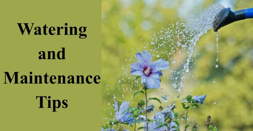 Watering and Maintenance Tips