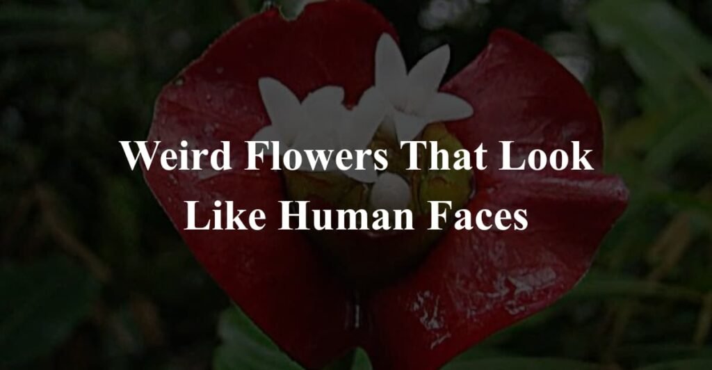 Weird Flowers That Look Like Human Faces