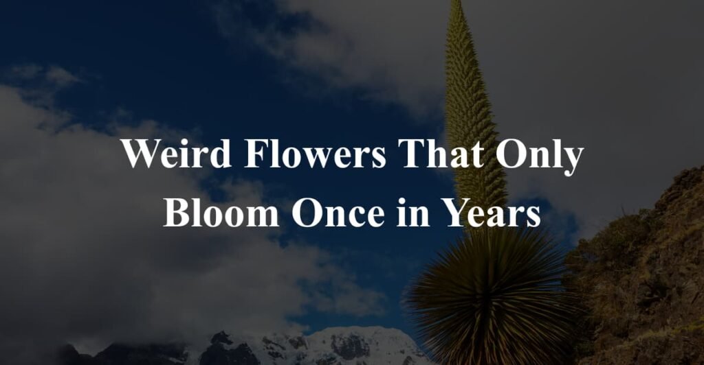 Weird Flowers That Only Bloom Once in Years