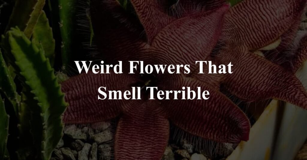 Weird Flowers That Smell Terrible