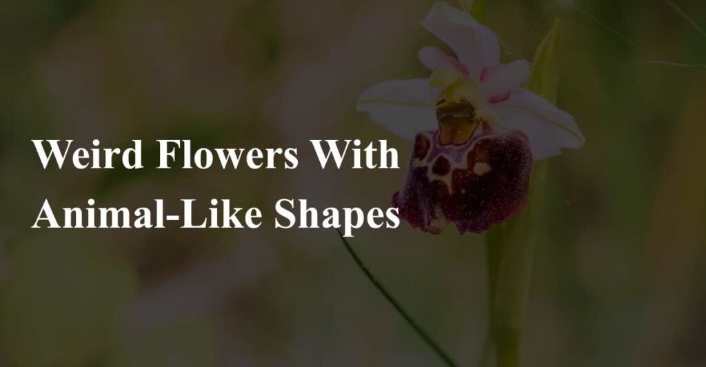 Weird Flowers With Animal-Like Shapes