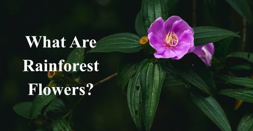 What Are Rainforest Flowers?