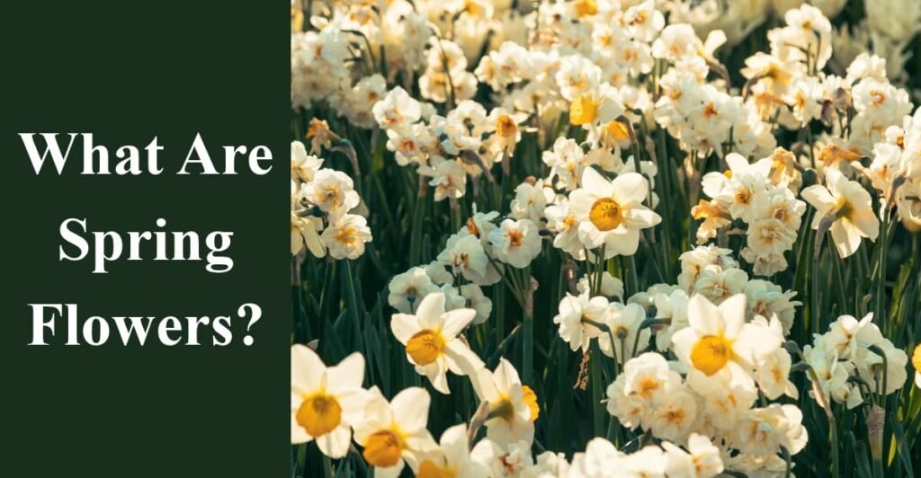 What Are Spring Flowers?