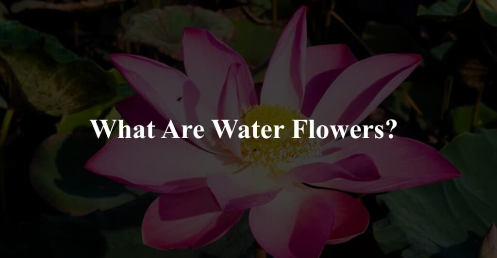 What Are Water Flowers?