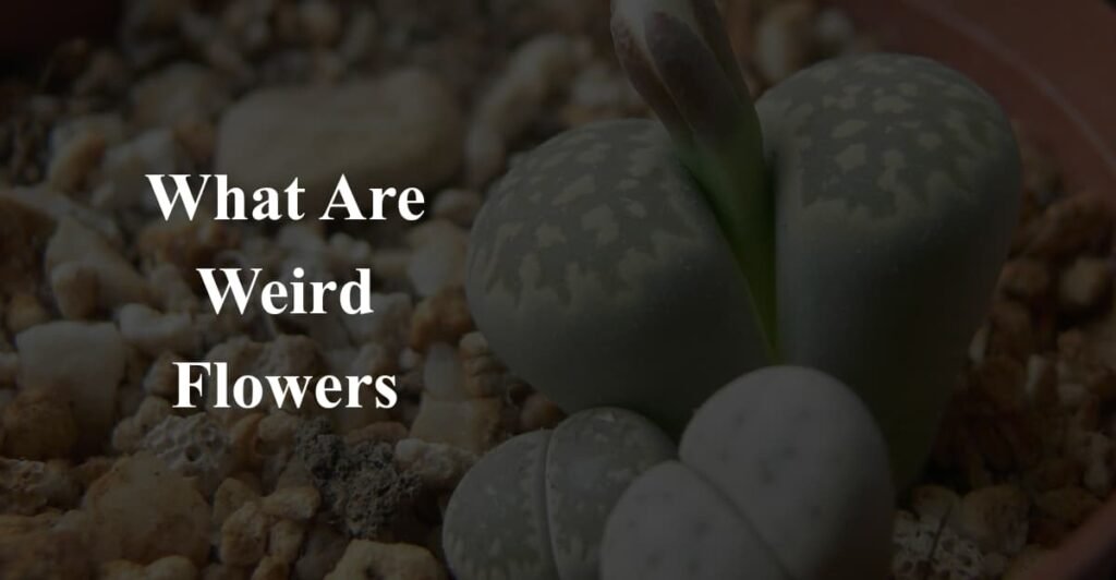 What Are Weird Flowers