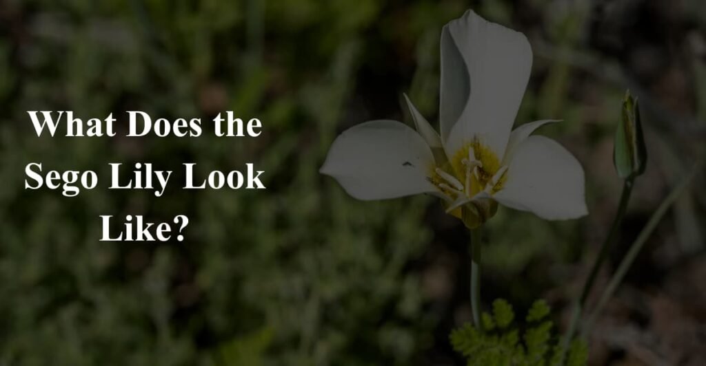 What Does the Sego Lily Look Like?
