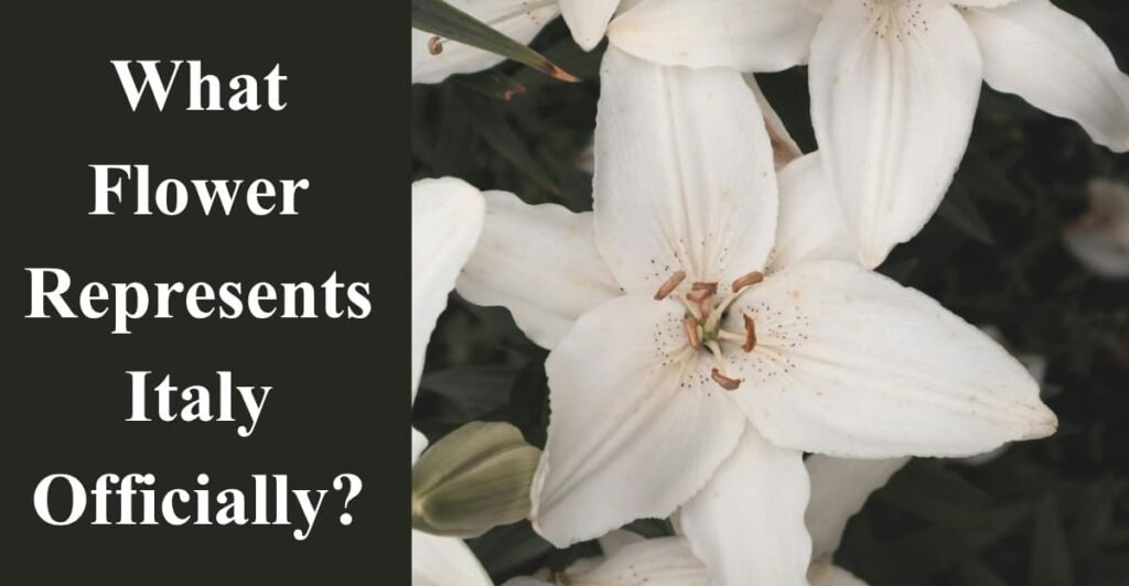 What Flower Represents Italy Officially?