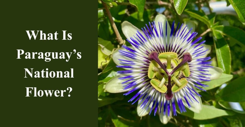What Is Paraguay’s National Flower?