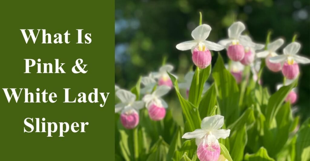 What Is Pink & White Lady Slipper