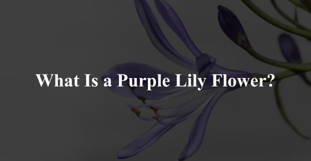 What Is a Purple Lily Flower?