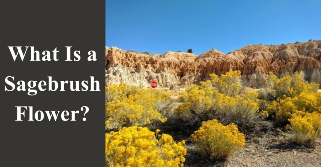 What Is a Sagebrush Flower?