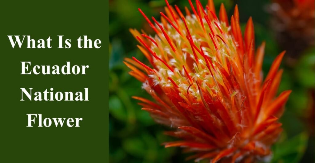 What Is the Ecuador National Flower