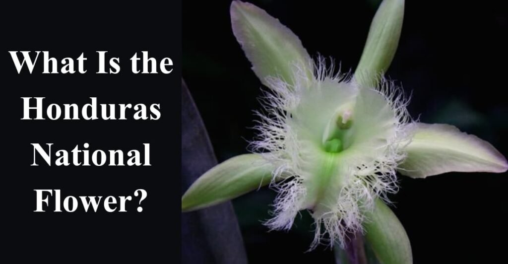 What Is the Honduras National Flower?