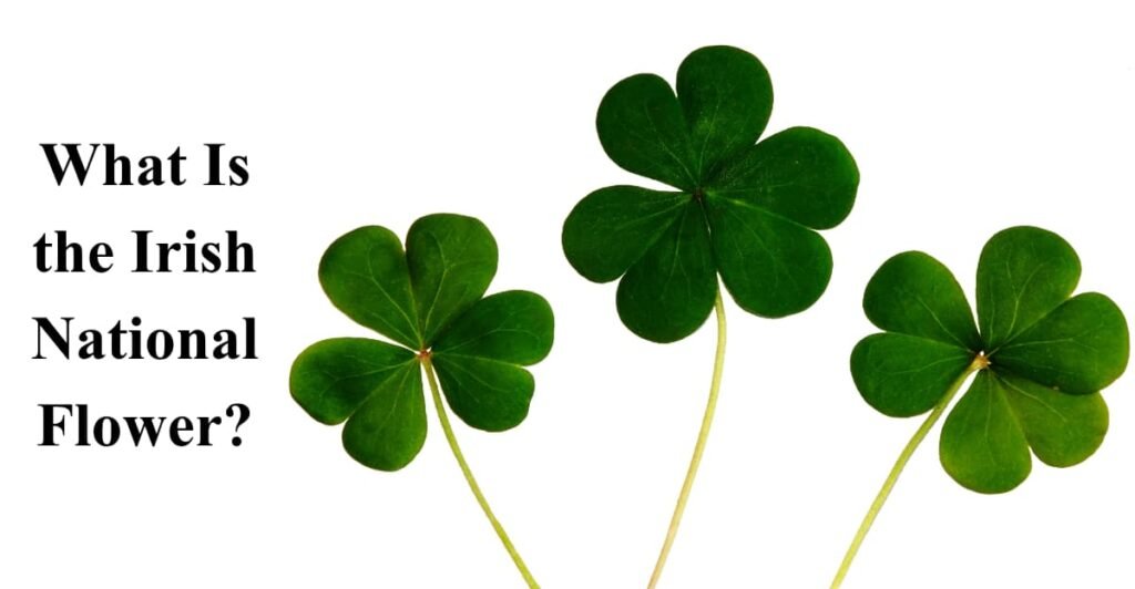 What Is the Irish National Flower?
