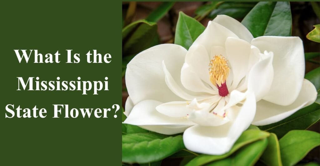 What Is the Mississippi State Flower?