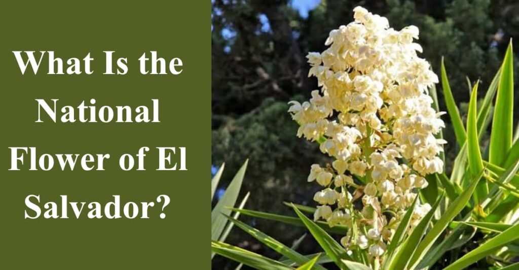 What Is the National Flower of El Salvador?