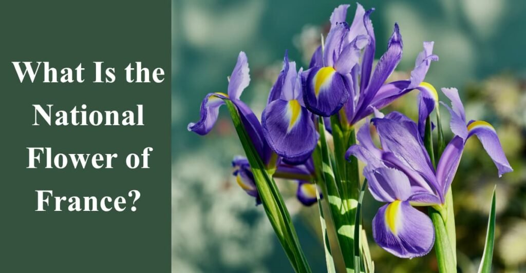 What Is the National Flower of France?