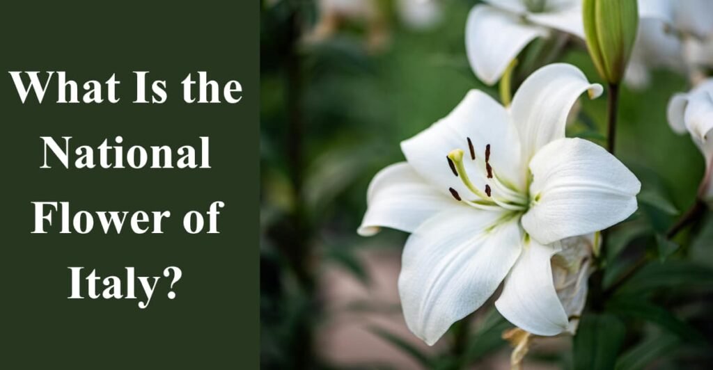 What Is the National Flower of Italy?