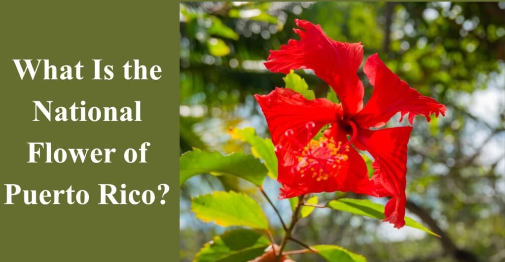 What Is the National Flower of Puerto Rico?