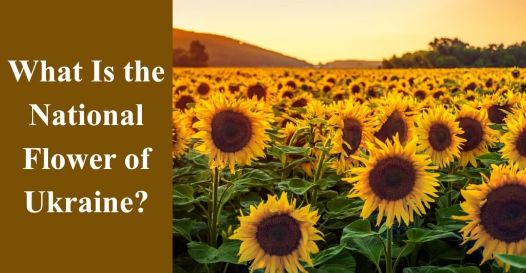What Is the National Flower of Ukraine?