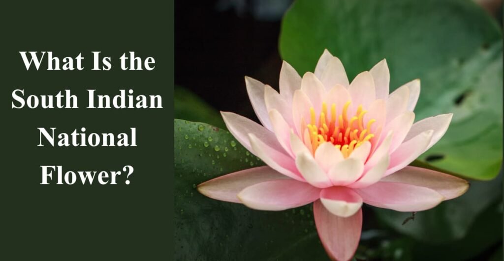 What Is the South Indian National Flower?