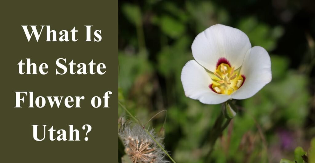 What Is the State Flower of Utah?