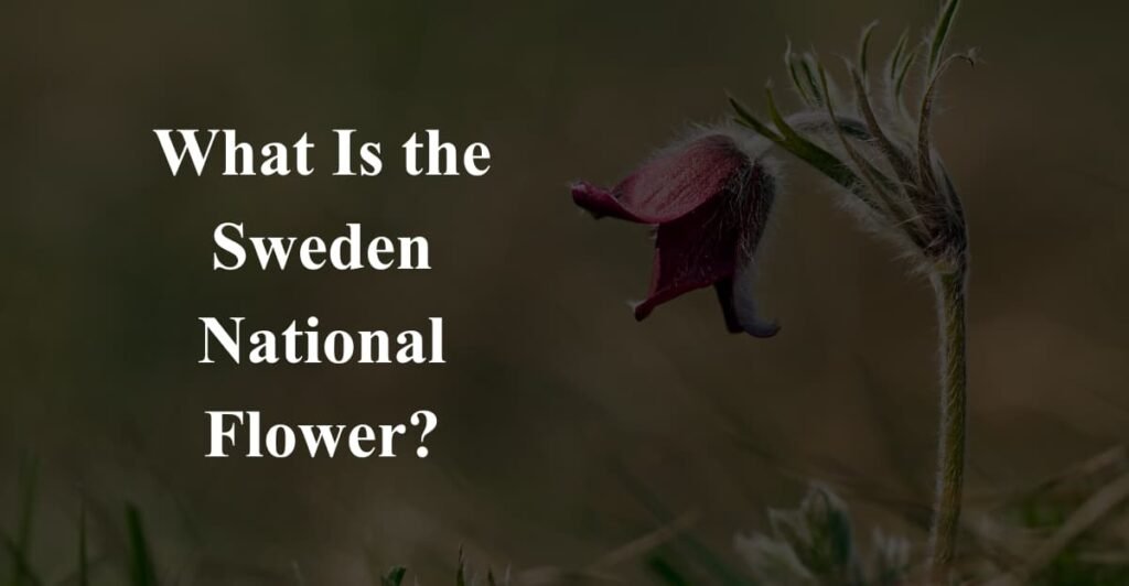 What Is the Sweden National Flower?