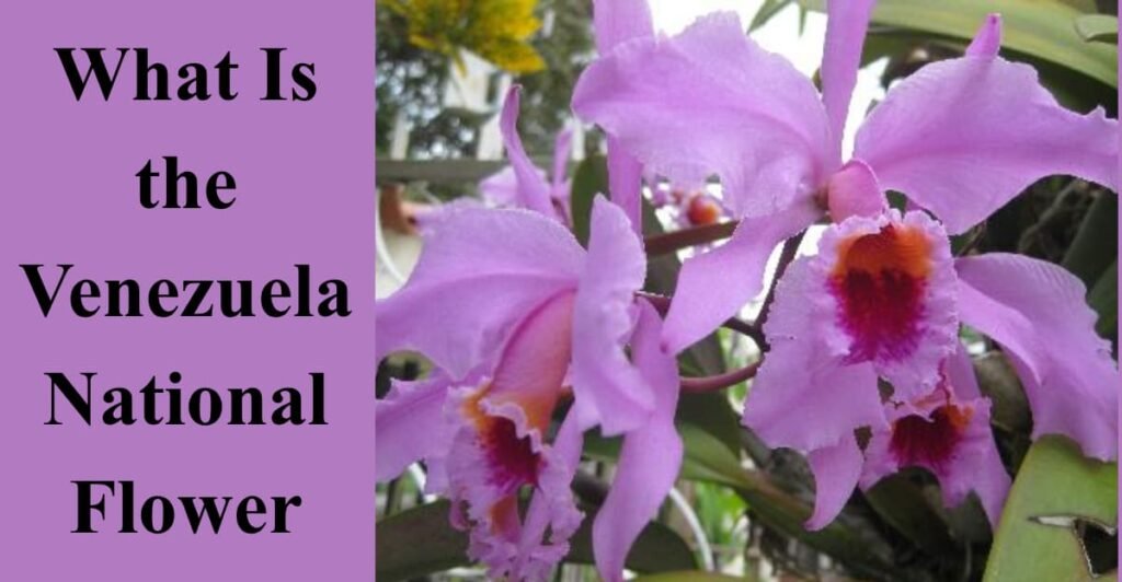 What Is the Venezuela National Flower