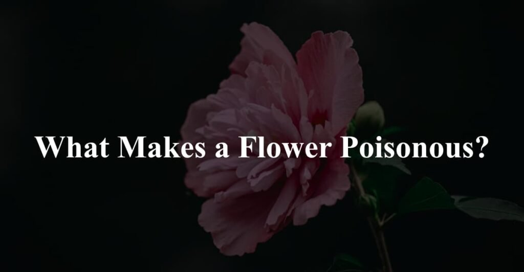 What Makes a Flower Poisonous?