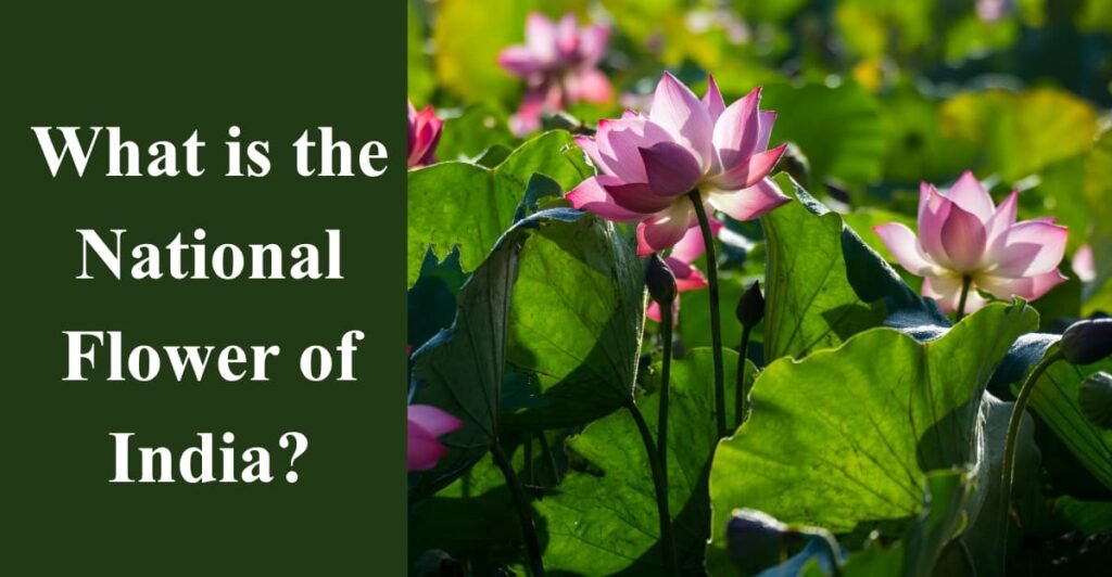 What is the National Flower of India?