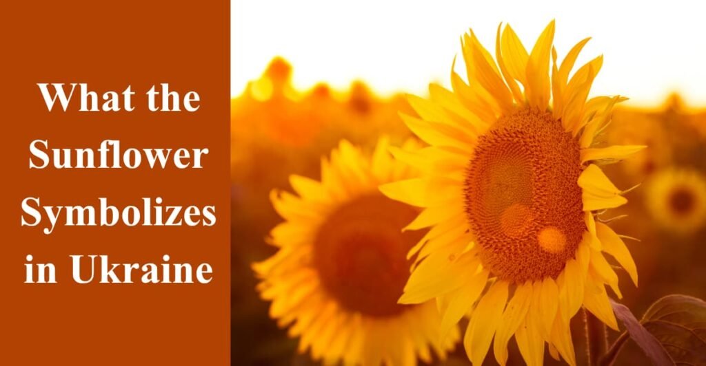 What the Sunflower Symbolizes in Ukraine