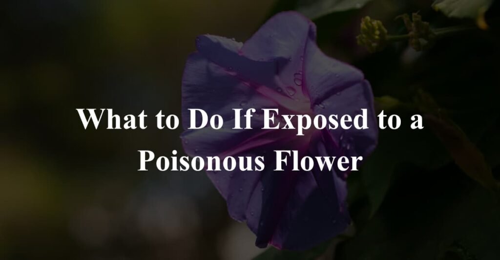 What to Do If Exposed to a Poisonous Flower