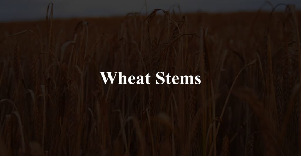 Wheat Stems