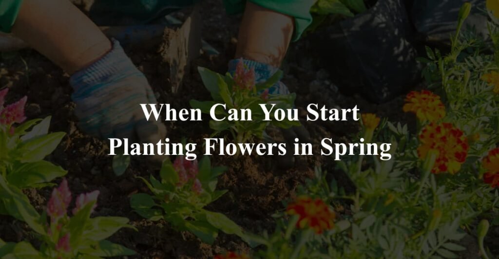 When Can You Start Planting Flowers in Spring