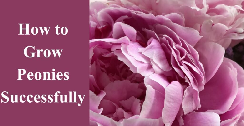 How to Grow Peonies Successfully