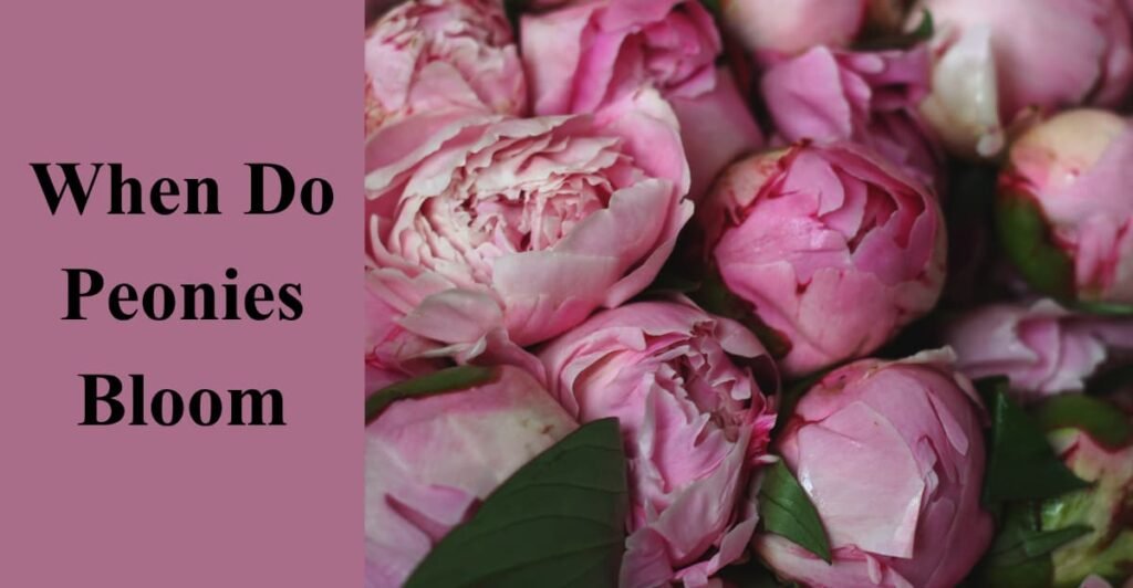 When Do Peonies Bloom