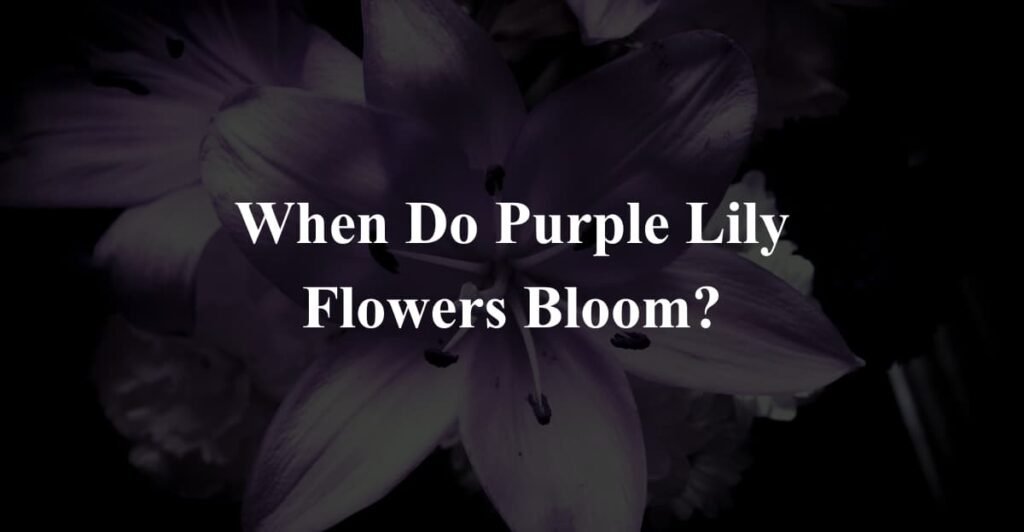 When Do Purple Lily Flowers Bloom?