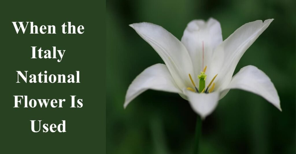 When the Italy National Flower Is Used