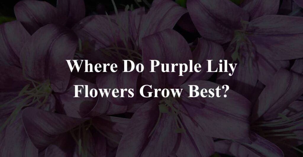 Where Do Purple Lily Flowers Grow Best?