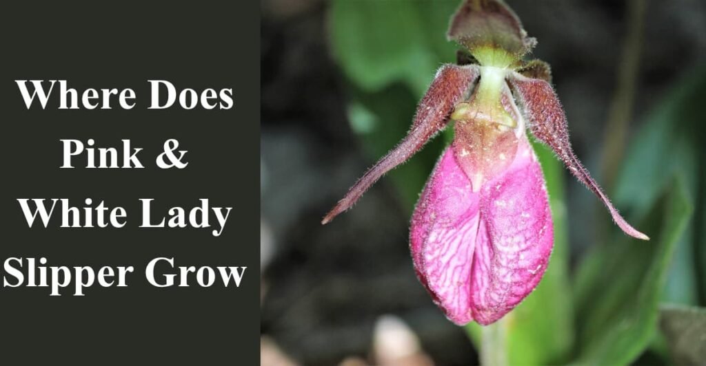 Where Does Pink & White Lady Slipper Grow