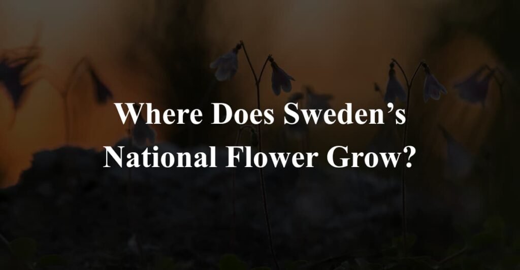 Where Does Sweden’s National Flower Grow?
