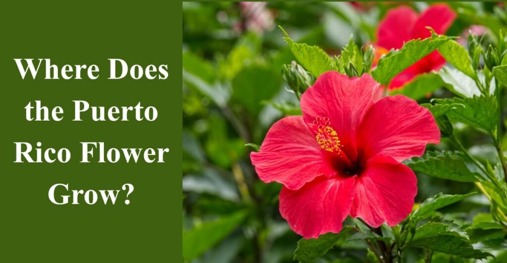 Where Does the Puerto Rico Flower Grow?