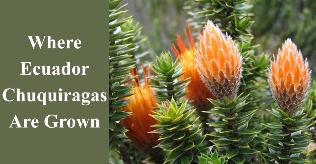 Where Ecuador Chuquiragas Are Grown